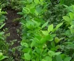 शेती जगत | शेती क्षेत्रातील घडामोडींचा वेगवान आढावा | गावागावात काय आहे शेतीची परिस्थिती? 16जुलै2020