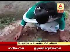 ગ્રેડ પે ઘટાડવાના પરિપત્ર પર રોક લગાવવાના સરકારના નિર્ણયને શિક્ષકોએ વૃક્ષારોપણ કરી વધાવ્યો