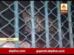 પોરબંદરમાં દહેશત ફેલાવનાર દીપડો પૂરાયો પાંજરે, જુઓ વીડિયો 