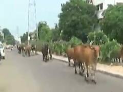 વડોદરા શહેરના અનેક રોડ-રસ્તાઓ પર રખડતા ઢોરનો ત્રાસ, જુઓ વીડિયો 