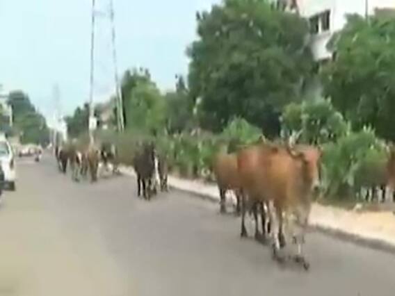 વડોદરા શહેરના અનેક રોડ-રસ્તાઓ પર રખડતા ઢોરનો ત્રાસ, જુઓ વીડિયો 