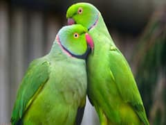 MP: Two families fight over a Parrot in Mandsaur