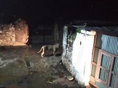 અમરેલીઃ રાજુલાના મોટા આગરિયામાં બે સિંહ દેખાયા, ગામમાં જ એક પશુનો કર્યો શિકાર