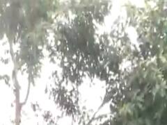 ગીર સોમનાથના ગ્રામ્ય વિસ્તારોમાં વરસાદ, જુઓ વીડિયો