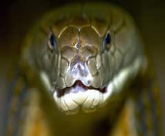 ময়নাগুড়িতে চা বাগান থেকে উদ্ধার ১২ ফুটের কিং কোবরা!