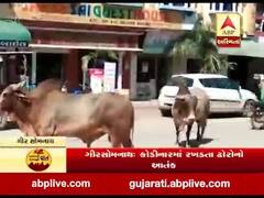 ગીર સોમનાથઃ કોડીનારમાં રખડતા ઢોરોનો આતંક, જુઓ વીડિયો 