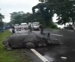 বানভাসি কাজিরাঙ্গা! জল ঠেলে রাস্তার ওপরেই ঘুম ক্লান্ত গণ্ডারের