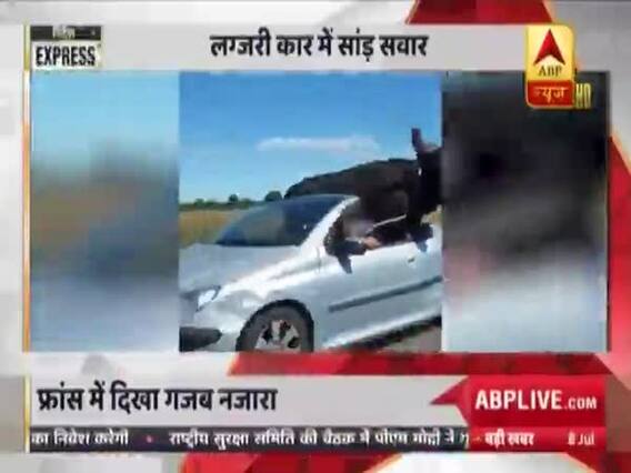 France: Buffalo rides in a luxury car | Videsh Express