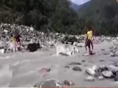 SDRF rescues cows from swollen river in Uttarakhand | Viral Express (07.07.2020)