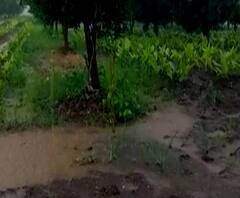 Rural News | हिंगोलीत मुसळधार पावसाच्या हजेरीनं शेतकऱ्यांची धांदल | माझं गाव माझा जिल्हा 