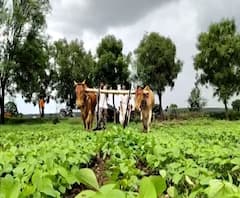 Sheti Jagat | शेती जगत : राज्यातील कानाकोपऱ्यातील शेतीची खबरबात; पावसामुळे शेतीकामाला वेग 