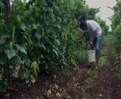 Agricultural News | शेती जगत | शेती क्षेत्रातील घडामोडींचा वेगवान आढावा | 24 जुलै 2020