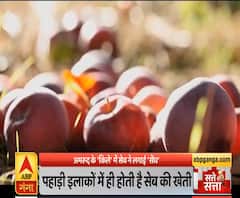 Satte Pe Satta: अमरूद के 'किले' में सेब ने लगाई 'सेंध' | Apple Farming | ABP Ganga 