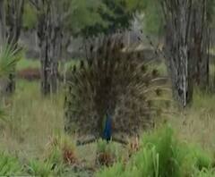 Peacocks on road | पिसारा फुलवत सुंदर मोर रस्त्यावर, मनाला मोहून टाकणारी सुंदर दृश्यं | अकोला
