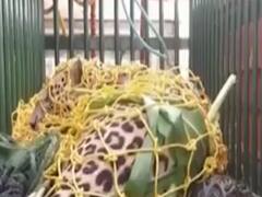 દાહોદ: સંજેલીના કરંબામાં દિપડાએ બે લોકો પર કર્યો હુમલો, જુઓ વીડિયો