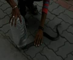 Buldhana | बाटलीत पेट्रोल दिलं नाही म्हणून पेट्रोल पंपाच्या केबिनमध्ये तीन साप सोडले | बुलडाणा