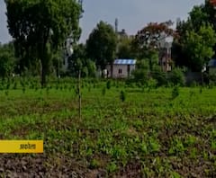 Akola | न्यायाधीशांच्या निवासस्थानात शेतीचा प्रयोग, अकोल्याचे न्यायाधीश खोब्रागडे यांचा पुढाकार