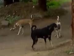 ગાંધીનગરમાં રખડતા ઢોર- શ્વાનનો આતંક, જુઓ વીડિયો 