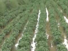 અરવલ્લી: અઠવાડિયા બાદ સાર્વત્રિક વરસાદ, મુરઝાતી મોલાતને જીવતદાન મળતા ખેડૂતો ખુશ, જુઓ વીડિયો 