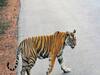 Traffic halts as tiger takes a break on Madhya Pradesh's NH