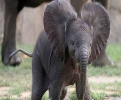 আলিপুরদুয়ারে বক্সা জঙ্গল সংলগ্ন এলাকায় কাঁটাতারে জড়ানো হস্তিশাবকের মৃতদেহ উদ্ধার