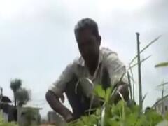 સાબરકાંઠા: વરસાદ ખેંચાતા ખેડૂતોને પાક નિષ્ફળ જવાની ભીતી, જુઓ વીડિયો 