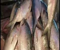বর্ষার বাজারে শুধুই খোকা ইলিশ! সেটাই বিকোচ্ছে চড়া দামে