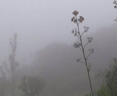 Maharashtra Climate | राज्यातील अनेक जिल्ह्यांत पावसाऐवजी दाट धुक्याची चादर; बळीराजा चिंतेत