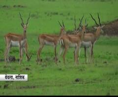 Nashik Deer | येवल्यात हरणांच्या कळपाचा मुक्त वावर, राजापूर, ममदापूर परिसरात हरणांचा मुक्त वावर!