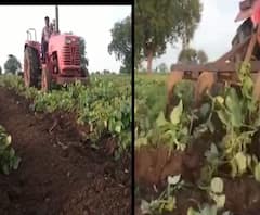 Akola | अकोल्यात मूग पिकावर अज्ञात रोगाचा प्रादुर्भाव, पीक करपून चालल्यानं शेतकरी हवालदिल