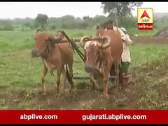 રાજ્યમાં ધોધમાર વરસાદીથી જગતનો તાત ખુશખુશાલ,છેલ્લા ત્રણ વર્ષની તુલનામાં સૌથી વધુ વાવેતર, જુઓ વીડિયો 