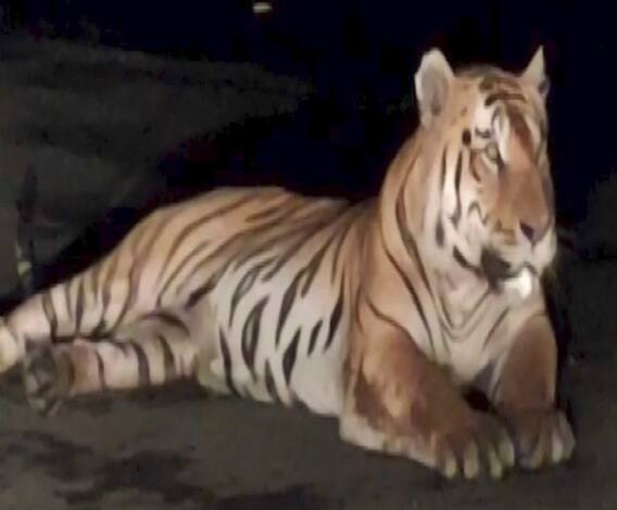 Tiger Halts Traffic | जंगलाच्या राजाने महामार्ग अडवला,पेंच राष्ट्रीय उद्यानातील वाघाचा हायवेवर आराम