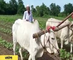 Akola old aged Farmer | नरीजी अढाऊ...97 वर्षांचे तरुण तुर्क शेतकरी आजोबा! स्पेशल रिपोर्ट