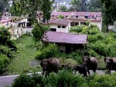 Sudden arrival of elephants on NH534, leaves passersby awestruck
