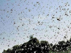 Gorakhpur के कई गांवों में टिड्डियों का हमला