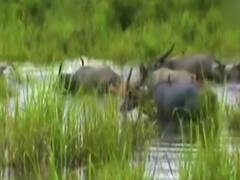 Why govt fails to save animals from floods every year | Ghanti Bajao