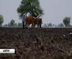 Akola Farmers | पावसामुळे अखेर बळीराजा सुखावला, मानवी मनाला मोहून टाकणारी शेतकऱ्यांची दृश्यं!