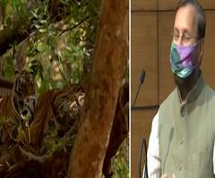 जगातील वाघांपैकी 70%वाघ भारतात! चार वर्षात वाघांची संख्या दुपटीनं वाढली, पर्यावरणमंत्र्यांची माहिती!