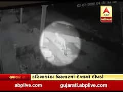 ગીર સોમનાથ: કોડિનારના દરિયાકાંઠા વિસ્તારમાં દેખાયો દીપડો, જુઓ વીડિયો