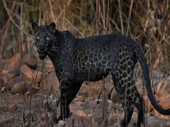 Truth behind viral photo of Black Panther 