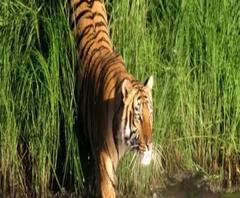 রয়্যাল বেঙ্গলের গায়ে টোকাও দিতে পারেনি ঘূর্ণিঝড়, সবুজের ক্ষতি হলেও ভাল আছে বাঘ 