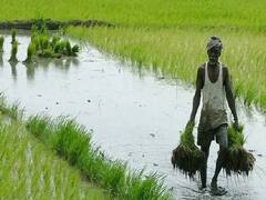 રાજ્યમાં 70 લાખ 27 હજાર હેક્ટરમાં ખરીફ વાવેતર સંપન્ન, જુઓ વીડિયો 