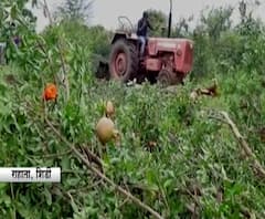 अहमदनगरच्या राहातामध्ये डाळींब पिकावर फिरवला नांगर, तेल्या रोगाच्या प्रादुर्भावामुळे बळीराजा संकटात