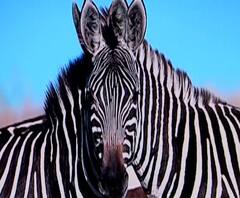 Zebra Viral Photo | पाहणाऱ्याला संभ्रमात पाडणारा 'झेब्रा' व्हायरल! सरोश लोधी यांनी टिपलेलं छायाचित्र