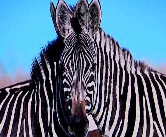Zebra Viral Photo | पाहणाऱ्याला संभ्रमात पाडणारा 'झेब्रा' व्हायरल! सरोश लोधी यांनी टिपलेलं छायाचित्र