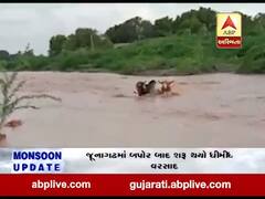 ધસમસતા પાણીના પ્રવાહમાં 2 પશુઓ જોખમી રીતે નદી પાર કરતા હોય તેવો વીડિયો વાયરલ, જુઓ વીડિયો 