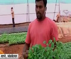 Nashik Farmer Success | महिन्याला साडेचार हजार कमावणारा लखपती कसा झाला? पॉलिहाऊसमध्ये रुजलं यशाचं रोपटं!