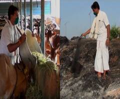 Lockdown Effect | लॉकडाऊनमुळे गोशाळेतल्या 700 गायींवर उपासमारीची वेळ,लॉकडाऊनमध्येच चाराही जळाला, दुष्काळात तेरावा महिना