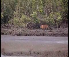 ঘূর্ণিঝড়ে সুন্দরবনে গাছপালার ক্ষতি হলেও বাঘ বা অন্য পশুদের ওপর এর কোনও প্রভাব পড়েনি, বলছে সমীক্ষা রিপোর্ট