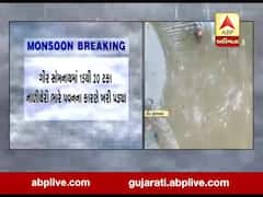 ગીર સોમનાથમાં ભારે પવન સાથે વરસાદના કારણે નાળીયેરીના પાકને નુકસાન, જુઓ વીડિયો 